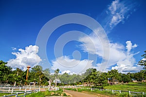 Rural landscape with field, trees, grass and cows. Ecologically clean area with blue sky and clouds
