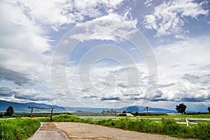 Rural landscape with field, trees, grass and cows. Ecologically clean area with blue sky and clouds