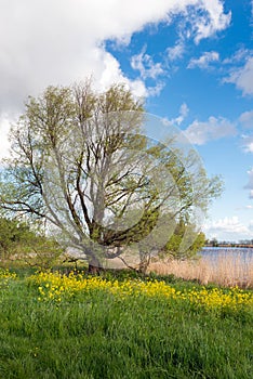 Rural landscape with a fresh green budding tree