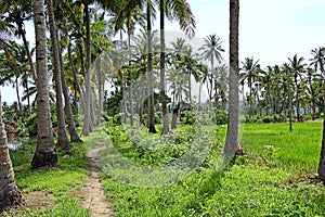 Rural Landscape of Goa India