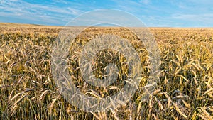 Rural landscape. Golden rye field. Secale cereale