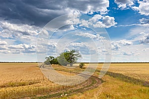 Rural landscape. Golden wheat field, road among the field along the small trees against the background of the cloudy sky