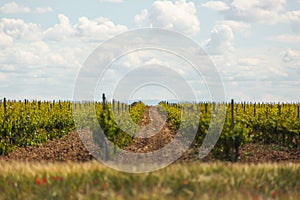 Rural landscape with grape field