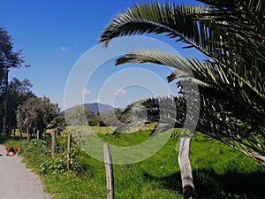 Rural landscape with grassland and palm