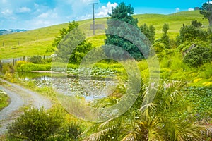 Rural landscape with gravel road winding past lily pond towards lush green rolling hills.