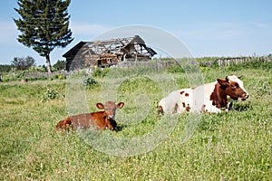 rural landscape with grazing cows