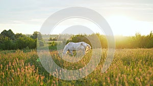 Rural landscape with grazing horses. Brown and white horse in the pasture. Beautiful horses on a farm after the havy