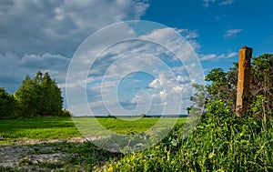 rural landscape. the green agricultural field behind bushes under the blue cloudy sky