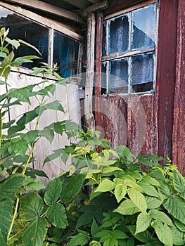 Rural landscape with  green bushes and old house