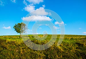 Rural landscape with green cultivations, blue sky and singol tree, south italy photo
