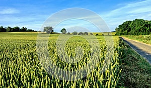 Green and golden wheat fields in early summer