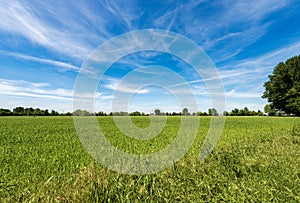 Green Wheat Field in Springtime - Padan Plain or Po valley Lombardy Italy