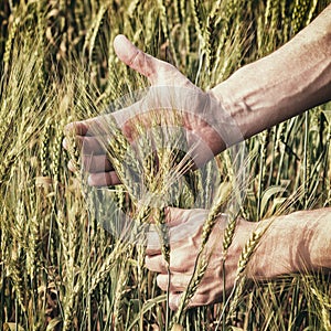 Rural landscape - hands of a farmer with ears of young wheat closeup