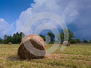 Rural landscape with hay stacks, field with roll bales near forest, domestic livestock fodder during wintertime