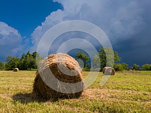 Rural landscape with hay stacks, field with roll bales near forest, domestic livestock fodder during wintertime