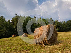 Rural landscape with hay stacks, field with roll bales near forest, domestic livestock fodder during wintertime