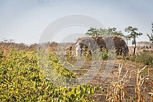 Rural landscape haystack