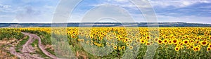 Rural landscape, huge panorama, banner - blooming sunflower field with dirt road