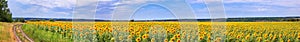 Rural landscape, huge panorama, banner - blooming sunflower field with dirt road