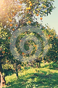 Rural landscape image of orange trees in the citrus plantation. Vintage filtered.