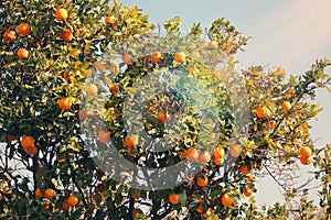 Rural landscape image of orange trees in the citrus plantation. Vintage filtered. photo