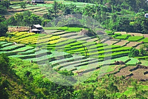 Rural landscape India