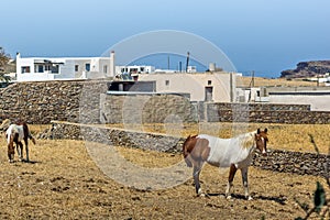 Rural landscape in island of Mykonos, Greece