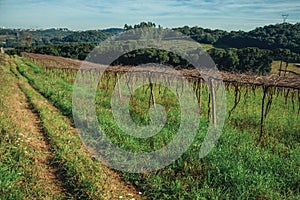 Leafless grapevines on vineyard and skyline