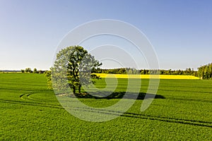 Rural landscape with lonely tree in the middle of a green agricultural field on a sunny day