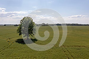 rural landscape with lonely trees in the middle of a green agricultural field on a sunny day