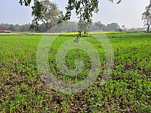 rural landscape of a mustard crop farm in Bihar, India