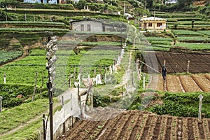 Rural landscape near Nuwara Eliya