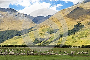 Rural landscape in New Zealand