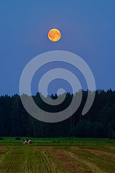 Rural landscape at night with red blood full moon rising over forest and meadow.