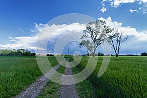 Rural landscape in the North-East Rural Park of Milan, italy photo