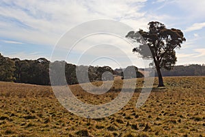 A rural landscape. NSW, Australia.