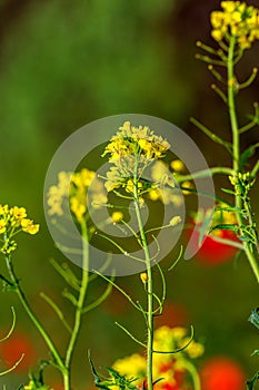 Rural landscape, Oilseed rape, biofuel. Soft focus. Technical crop. Yellow flowering, ripening rapeseed on an agricultural field