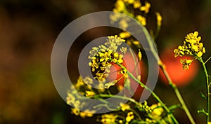 Rural landscape, Oilseed rape, biofuel. Soft focus. Technical crop. Yellow flowering, ripening rapeseed on an agricultural field