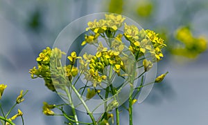 Rural landscape, Oilseed rape, biofuel. Soft focus. Technical crop. Yellow flowering, ripening rapeseed on an agricultural field