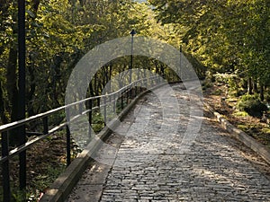 Rural landscape with old road in forest