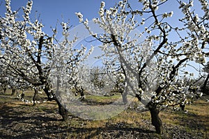 Rural landscape of an orchard of cherry blossom trees. in spring photo