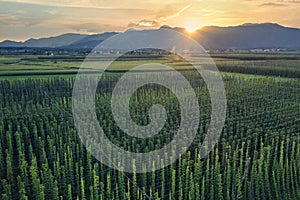 Rural landscape with orgnic hop fields.