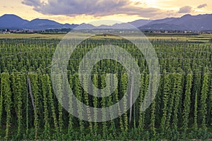 Rural landscape with orgnic hop fields.