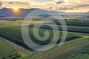 Rural landscape with orgnic hop fields.