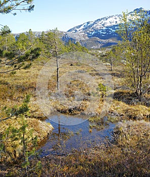 Rural landscape of an overgrown meadow with uncultivated wet marshland. Copyspace with dry grass and wetland on a swamp