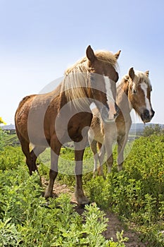 Rural landscape with a pair of horses