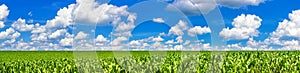 Rural landscape, panorama, banner - field of young corn on sunny hot summer day