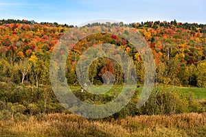 Rural landscape with a pasture at the foot of a wooded hill at the peak of fall foliage