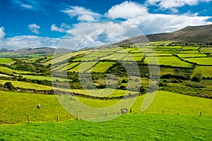 Rural Landscape With Pastures In Ireland