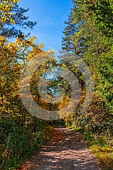 Rural landscape with a path in the autumn forest